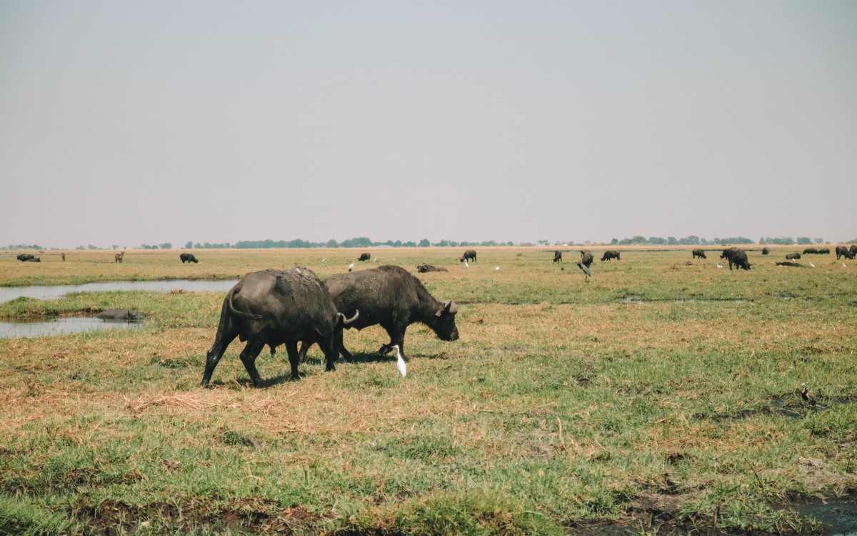 buffalo chobe national park