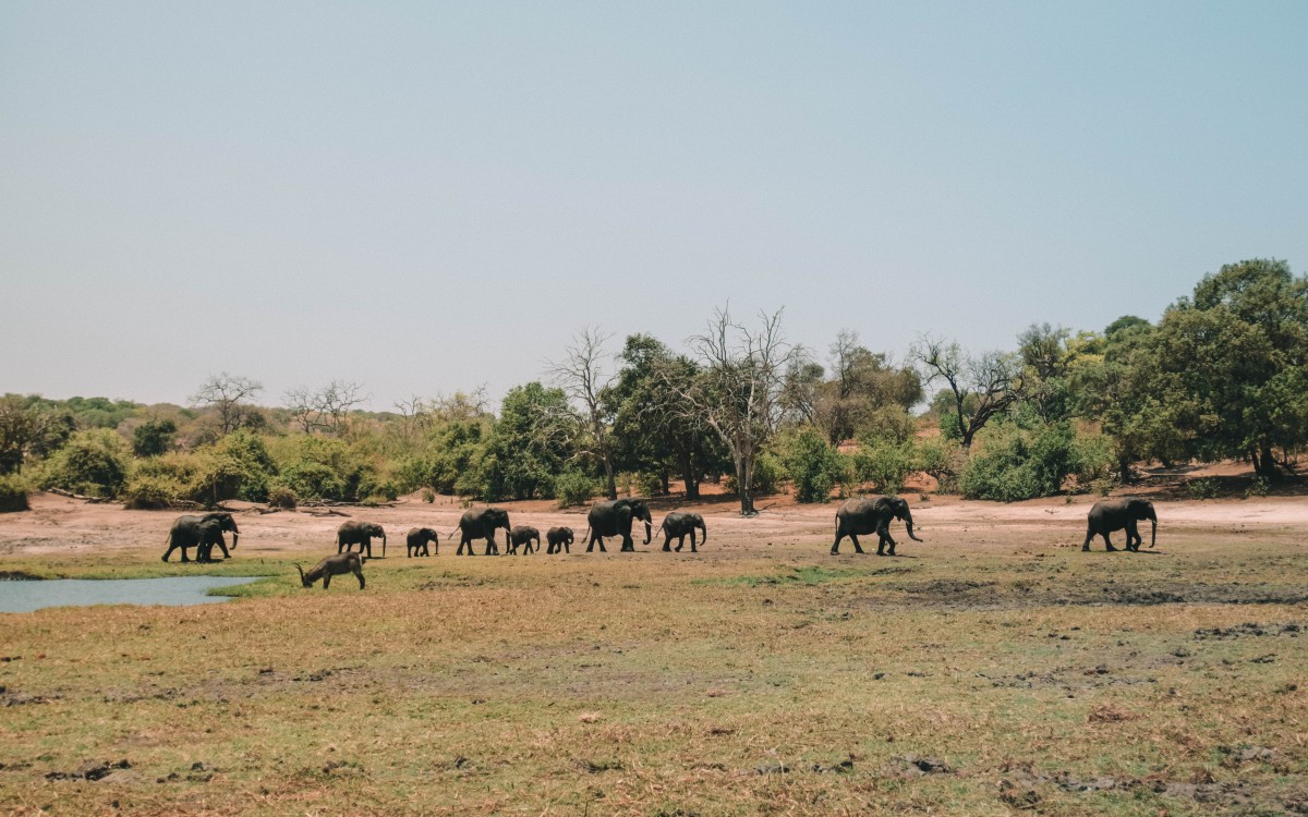 elefanti chobe national park