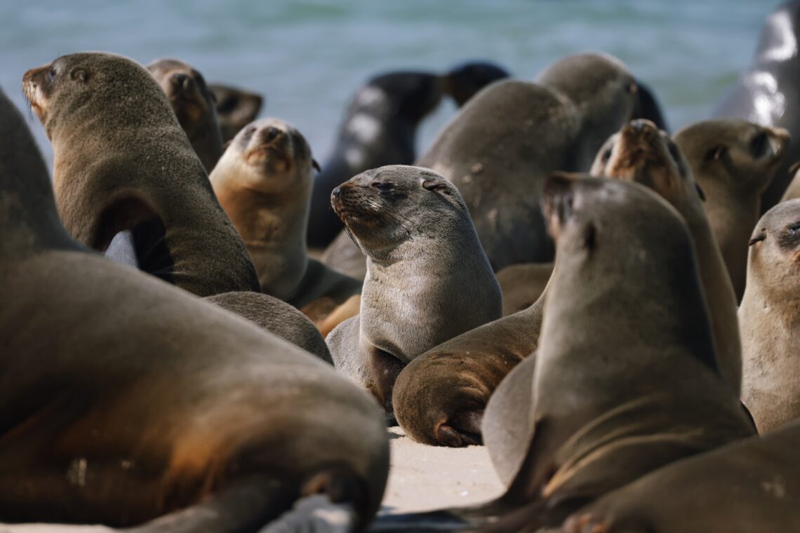 Namibia walvis bay