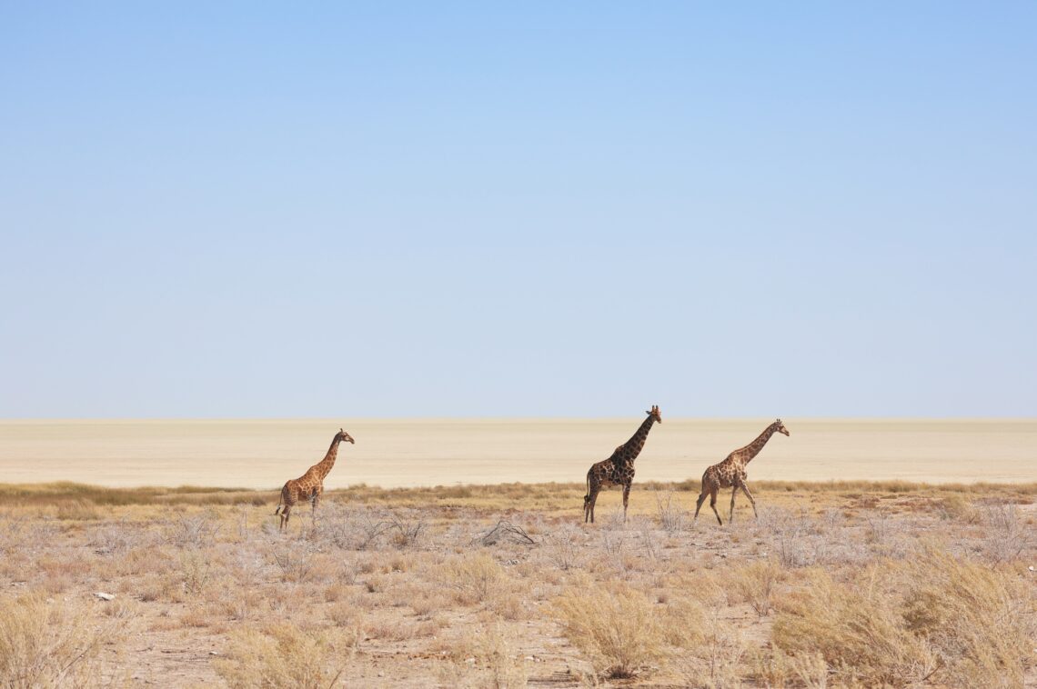 Namibia Etosha